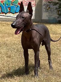 Cane nudo messicano, senza pelo, Xoloitzcuintle