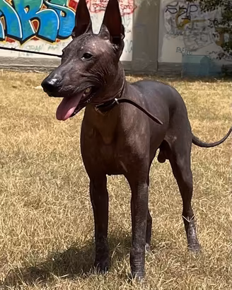 Cane nudo messicano, senza pelo, Xoloitzcuintle