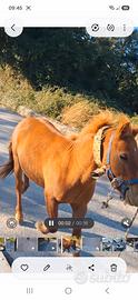 Pony maschio di anni 3 calmo con le persone