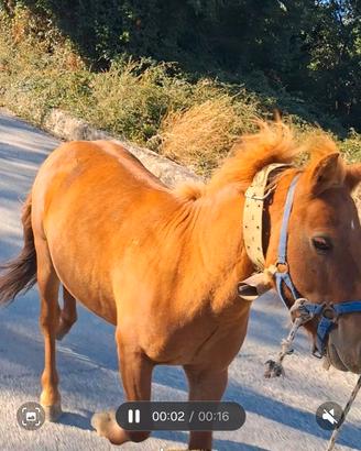 Pony maschio di anni 3 calmo con le persone
