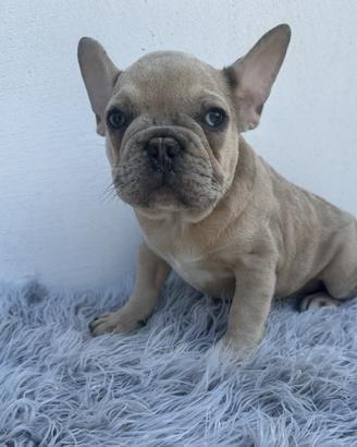 Bulldog francesi cuccioli esotici