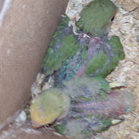 Inseparabili novelli inizio svezzamento