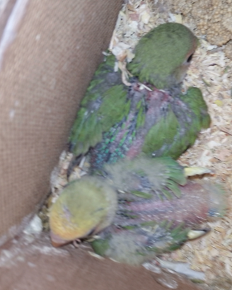 Inseparabili novelli inizio svezzamento