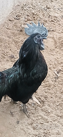 Galli aiman cemani