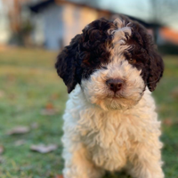 Lagotto romagnolo