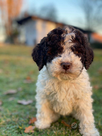 Lagotto romagnolo