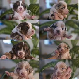 PRENOTAZIONE CUCCIOLI DI PASTORI AUSTRALIANI