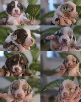 PRENOTAZIONE CUCCIOLI DI PASTORI AUSTRALIANI