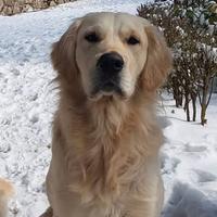 Golden retriver maschio per monta