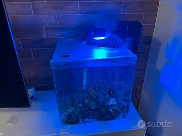 Acquario