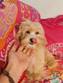 Maltipoo coreani cuccioli