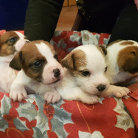 Cuccioli di Jack Russell con pedigree