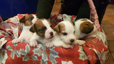 Cuccioli di Jack Russell con pedigree