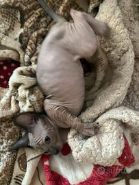Cuccioli Sphynx