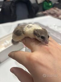 Coppia maschio e femmina di minighiri