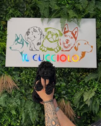 Barboncini toy neri solo femmine