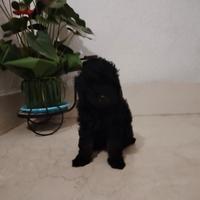 Cucciolo di barboncino Toy