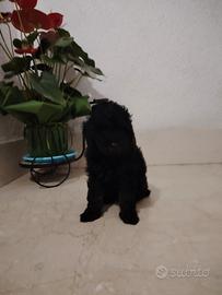 Cucciolo di barboncino Toy