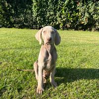 Cuccioli weimaraner