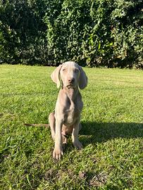 Cuccioli weimaraner