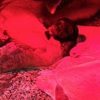 Cuccioli pastore tedesco nati il 18.09.25