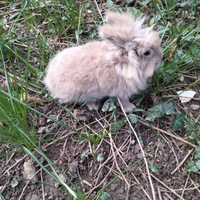 Coniglietta testa di leone