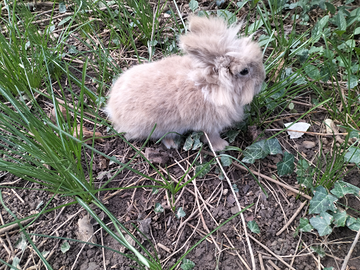 Coniglietta testa di leone