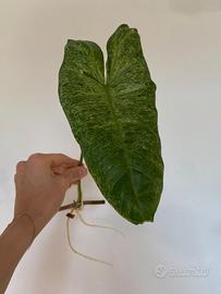 Philodendron Variegati