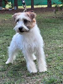 Cucciolone jack Russell maschio