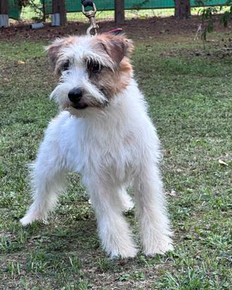 Cucciolone jack Russell maschio