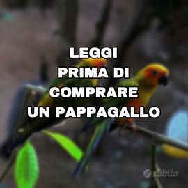 Pappagallo