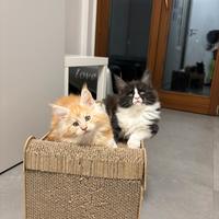 Cucciolo di Maine coon black smook con bianco