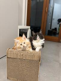 Cucciolo di Maine coon black smook con bianco