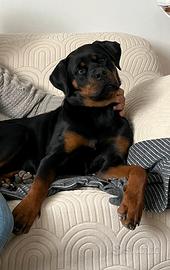 Rottweiler femmina