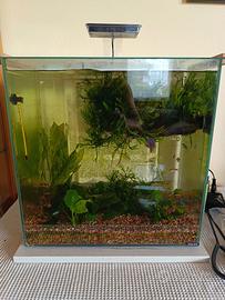 Acquario 50 lt