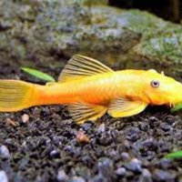 Pesce Ancitrus Gold e Dolichopterus