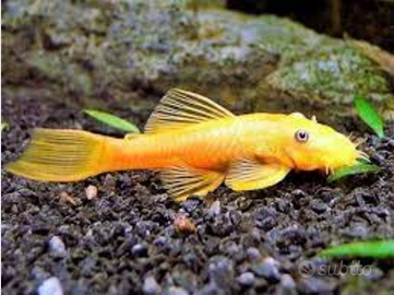 Pesce Ancitrus Gold e Dolichopterus