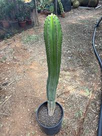 MYRTILLOCACTUS  SCHENCKII