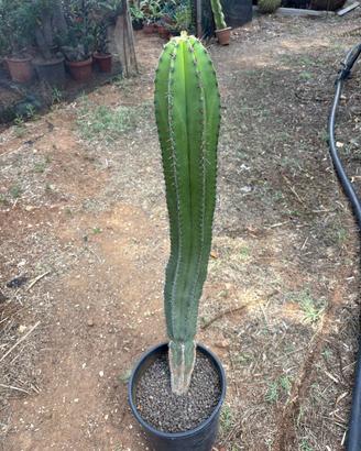 MYRTILLOCACTUS  SCHENCKII