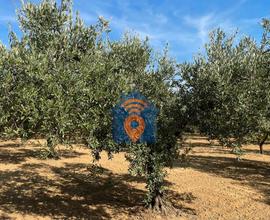 Castelvetrano Uliveto In Contrada Seggio