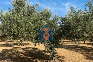 Castelvetrano Uliveto In Contrada Seggio