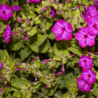 Belle di notte semi 50 perfetti di ultima stagione