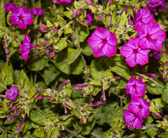 Belle di notte semi 50 perfetti di ultima stagione