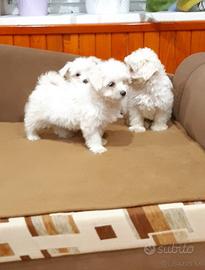 maltese toy