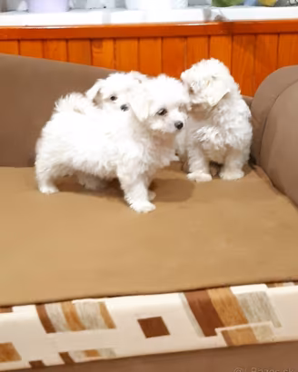 maltese toy