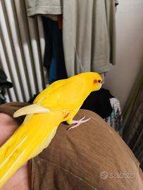 Kakariki