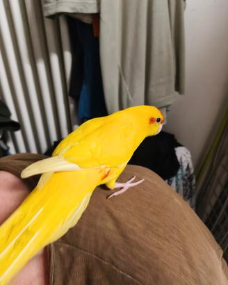 Kakariki