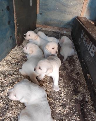 Labrador cuccioli