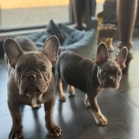 Bulldog francesi