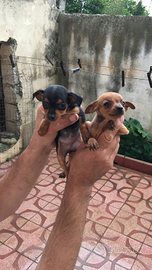Cuccioli Pinscher Mini Piccolissimi